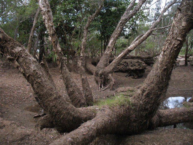 Lakefield National Park - Walkabout